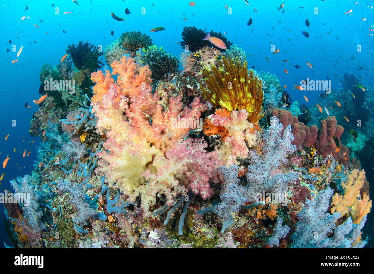 Colourful soft corals, Dendronephthya sp., and several species of tropical fish, Four Kings, Misool region, Raja Ampat, Indonesi Stock Photo