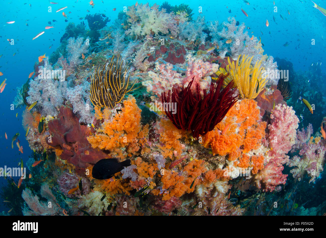Crinoids and soft corals, Dendronephthya sp., Four Kings, Raja Ampat, Indonesia, Pacific Ocean Stock Photo