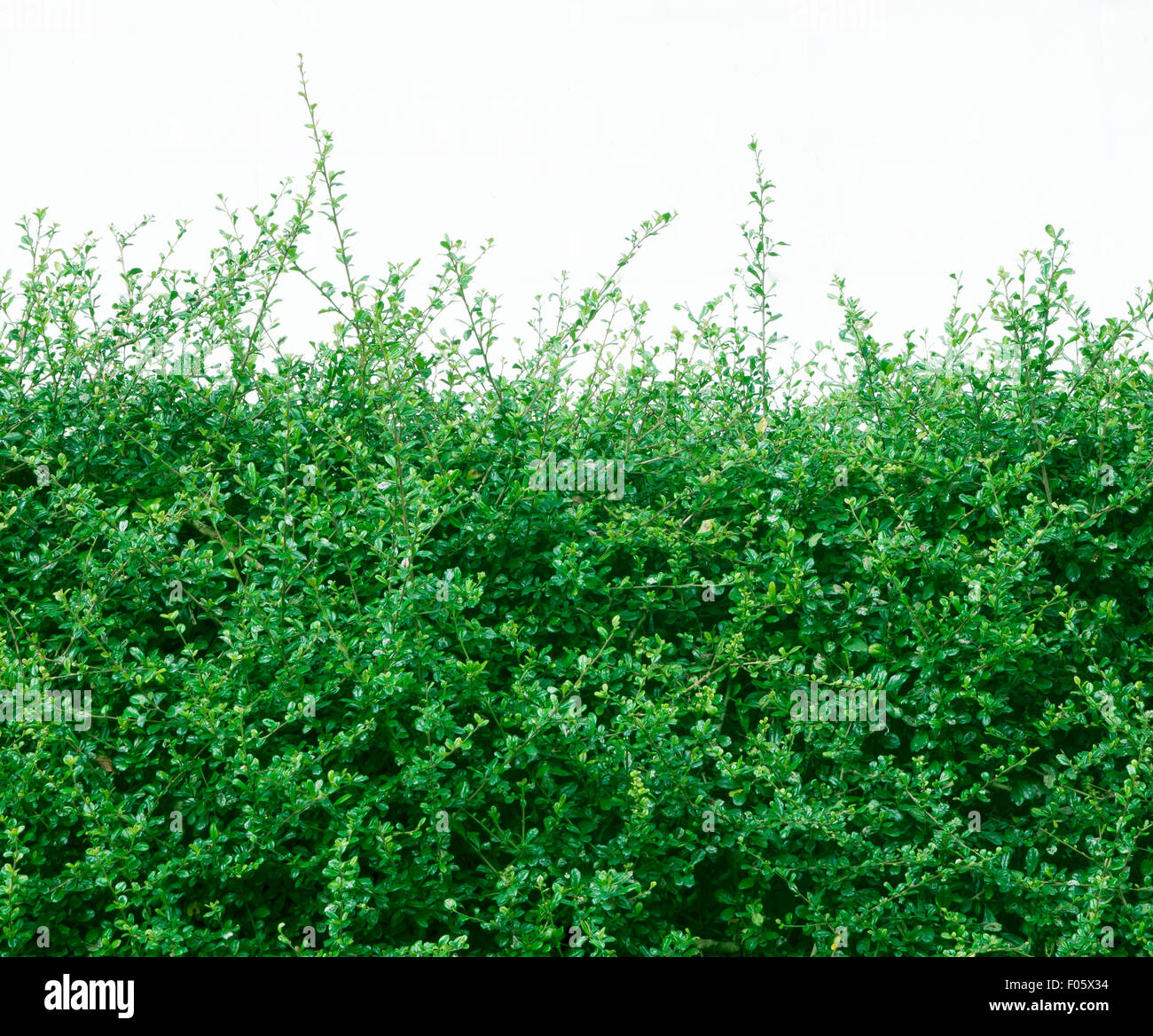 Shrubbery High Resolution Stock Photography and Images - Alamy