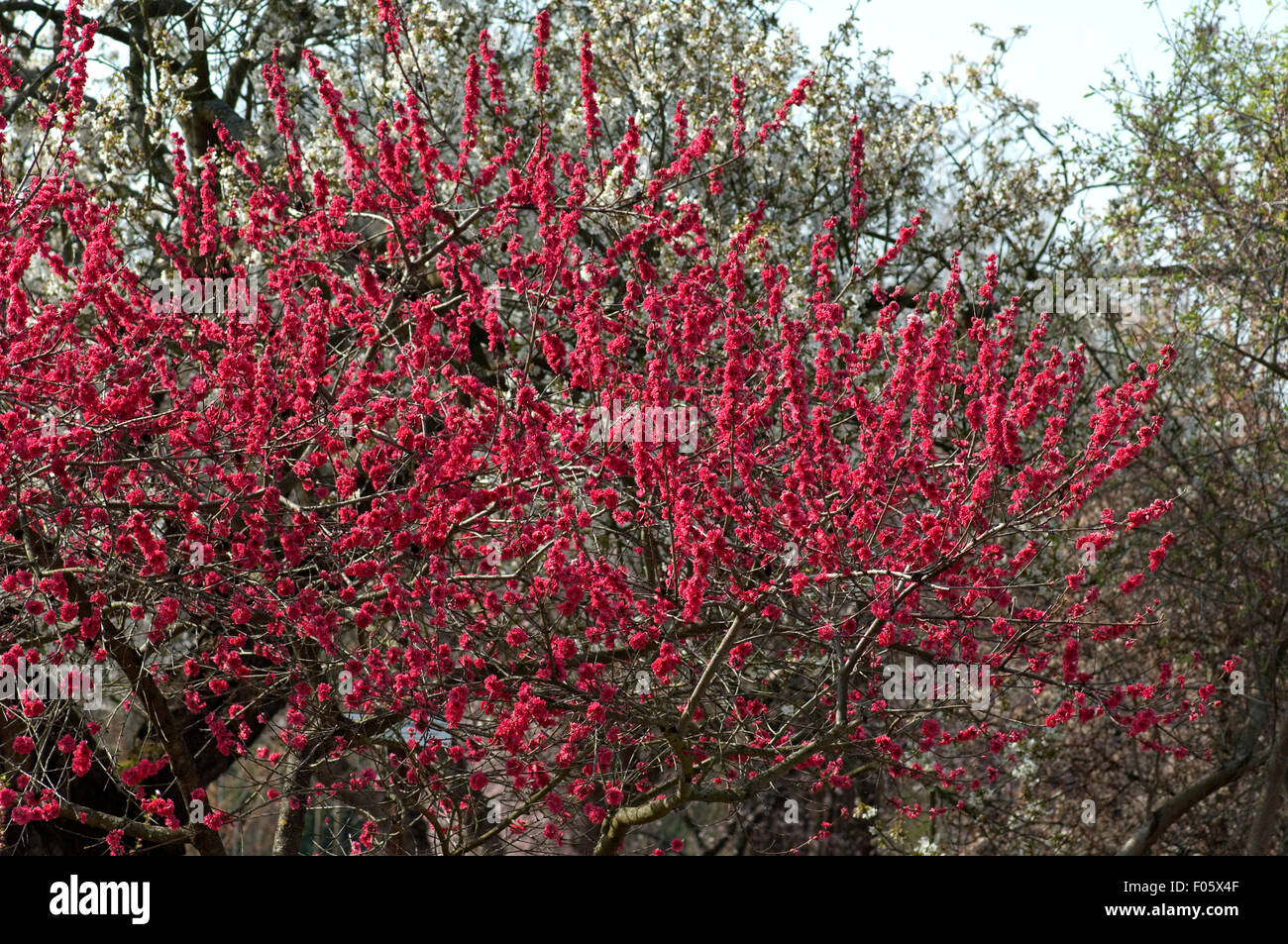 Pfirsichbluete, Pfirsich, prunus, persica, Kurowaka, yaguchi Stock Photo