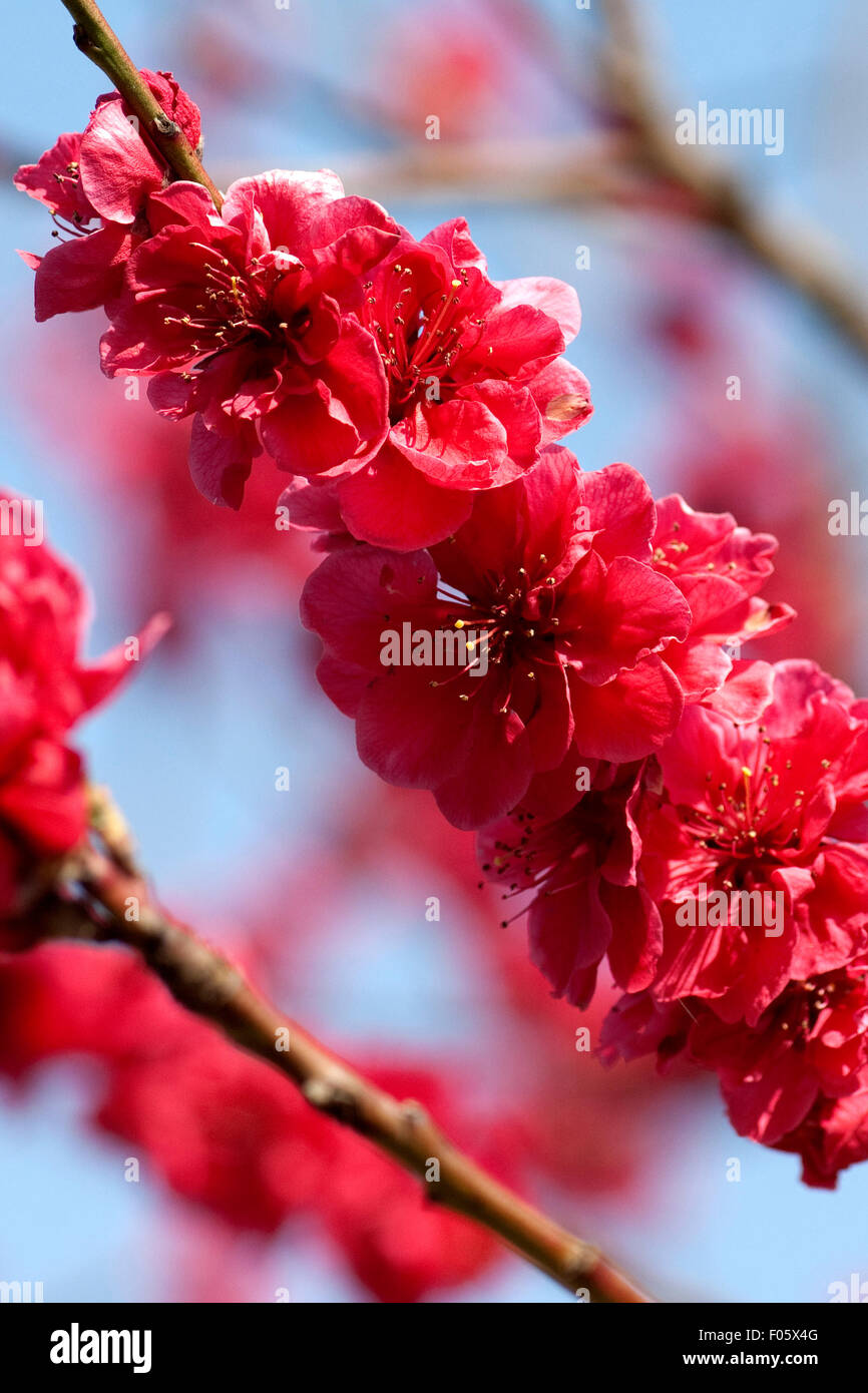 Pfirsichbluete, Pfirsich, prunus, persica, Kurowaka, yaguchi Stock Photo