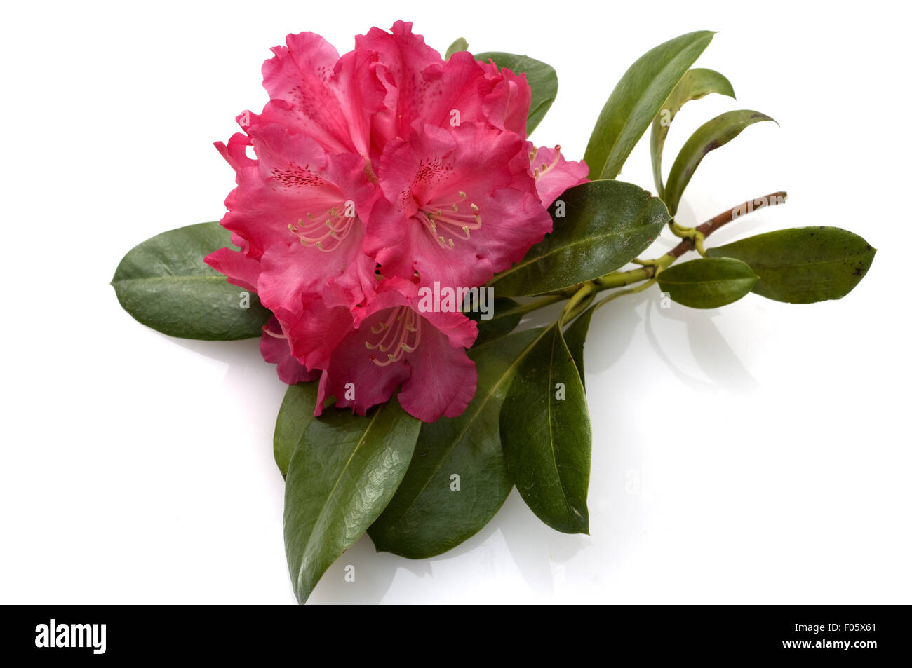 Rhododendronbluete, Stock Photo