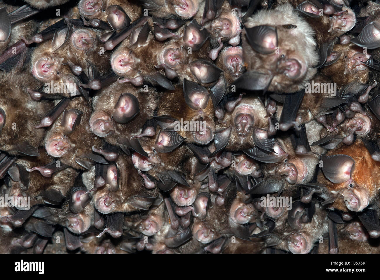 Horse shoe nosed bats in Bandavgarh national park india Stock Photo