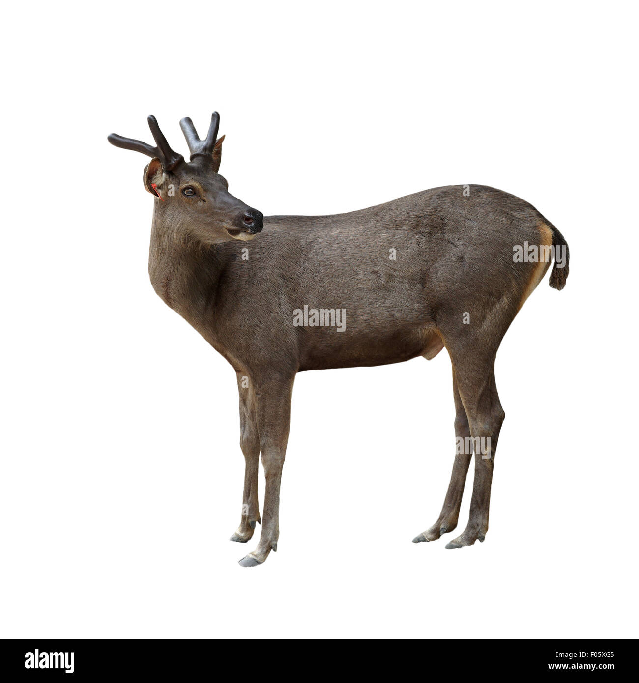 male brow antlered deer in public zoo Stock Photo