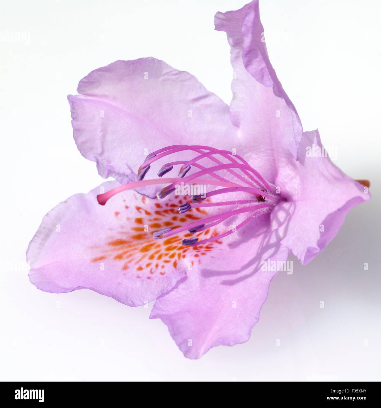 Rhododendronbluete; Stock Photo