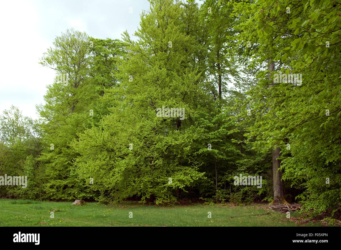 Rotbuche; Fagus sylvatica; Buche; Stock Photo