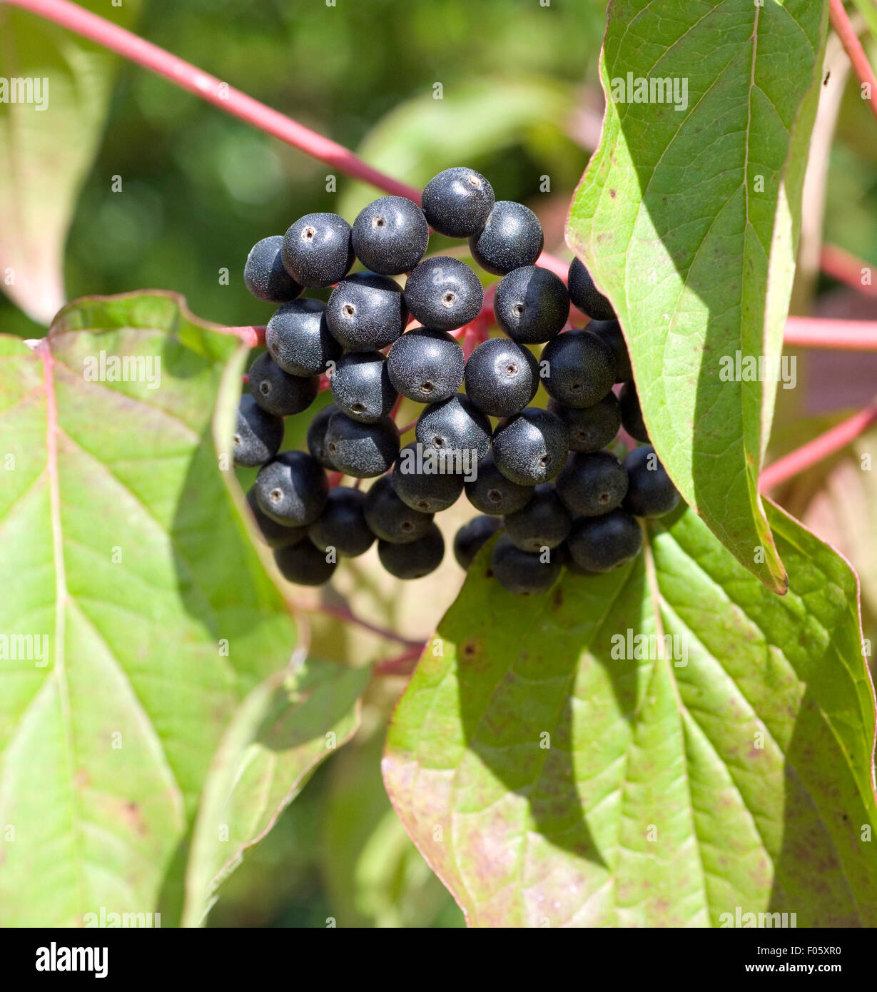 Beeren, Hartriegel; Cornus; Strauch Stock Photo Alamy