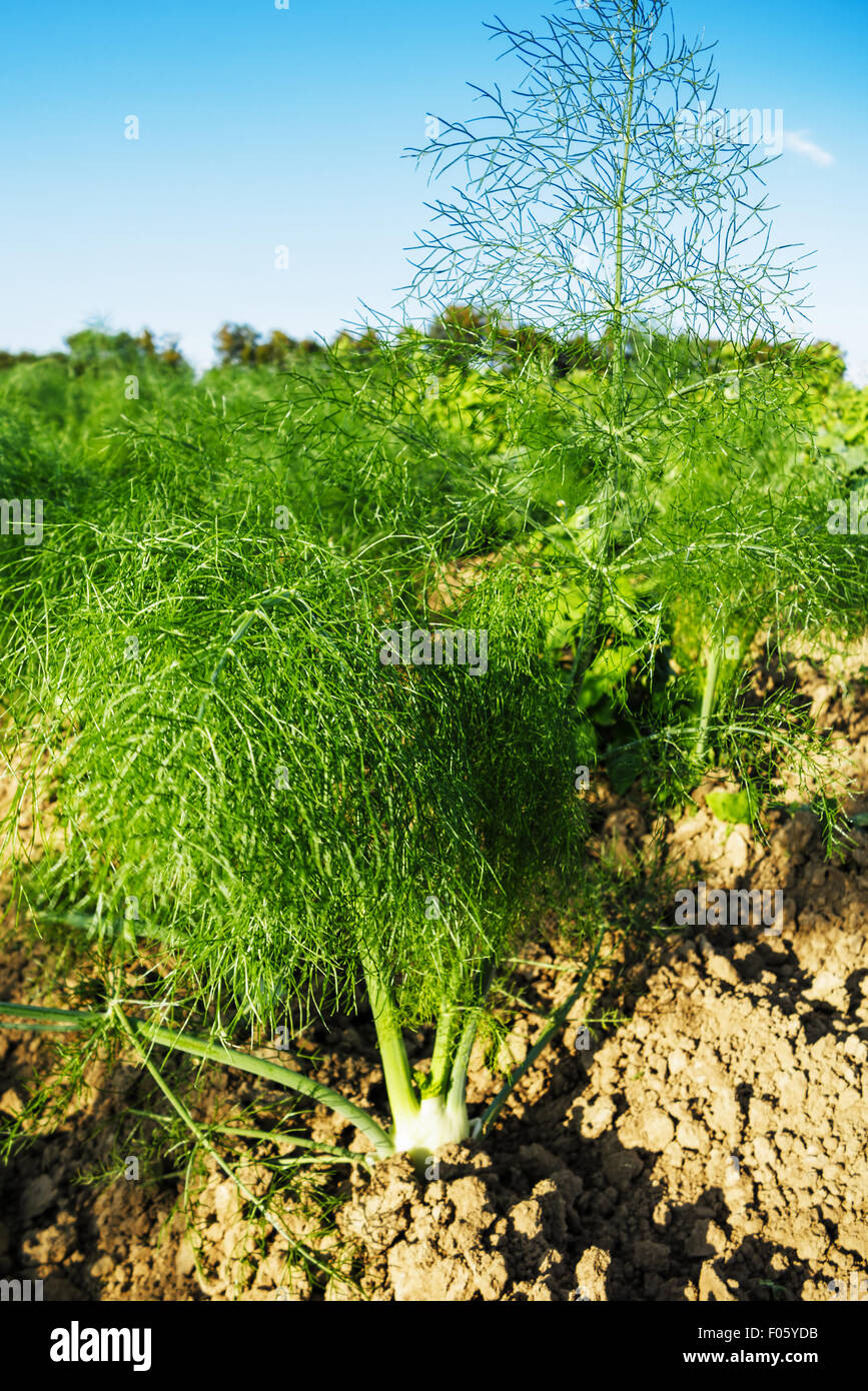 Young fennel plants before harvest at organic farm Stock Photo Alamy
