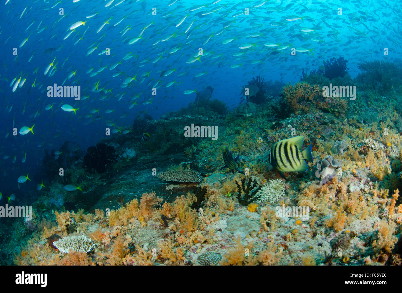 Yellow tailed fusiliers, Caesio cuning, swim over a six banded angelfsih, Pomacanthus sexstriatus, and  orange soft coral Stock Photo