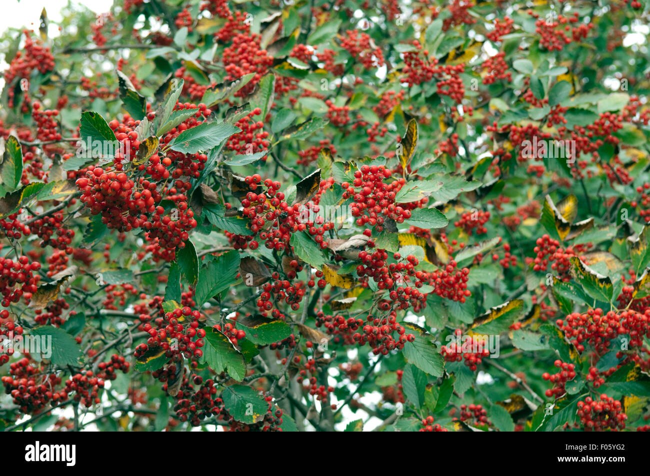 schwedische, mehlbeere, Stock Photo