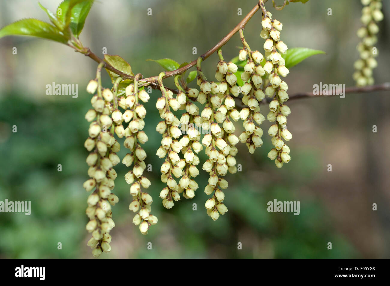 Schweifaehre; Stachyurus; praecox; Stock Photo