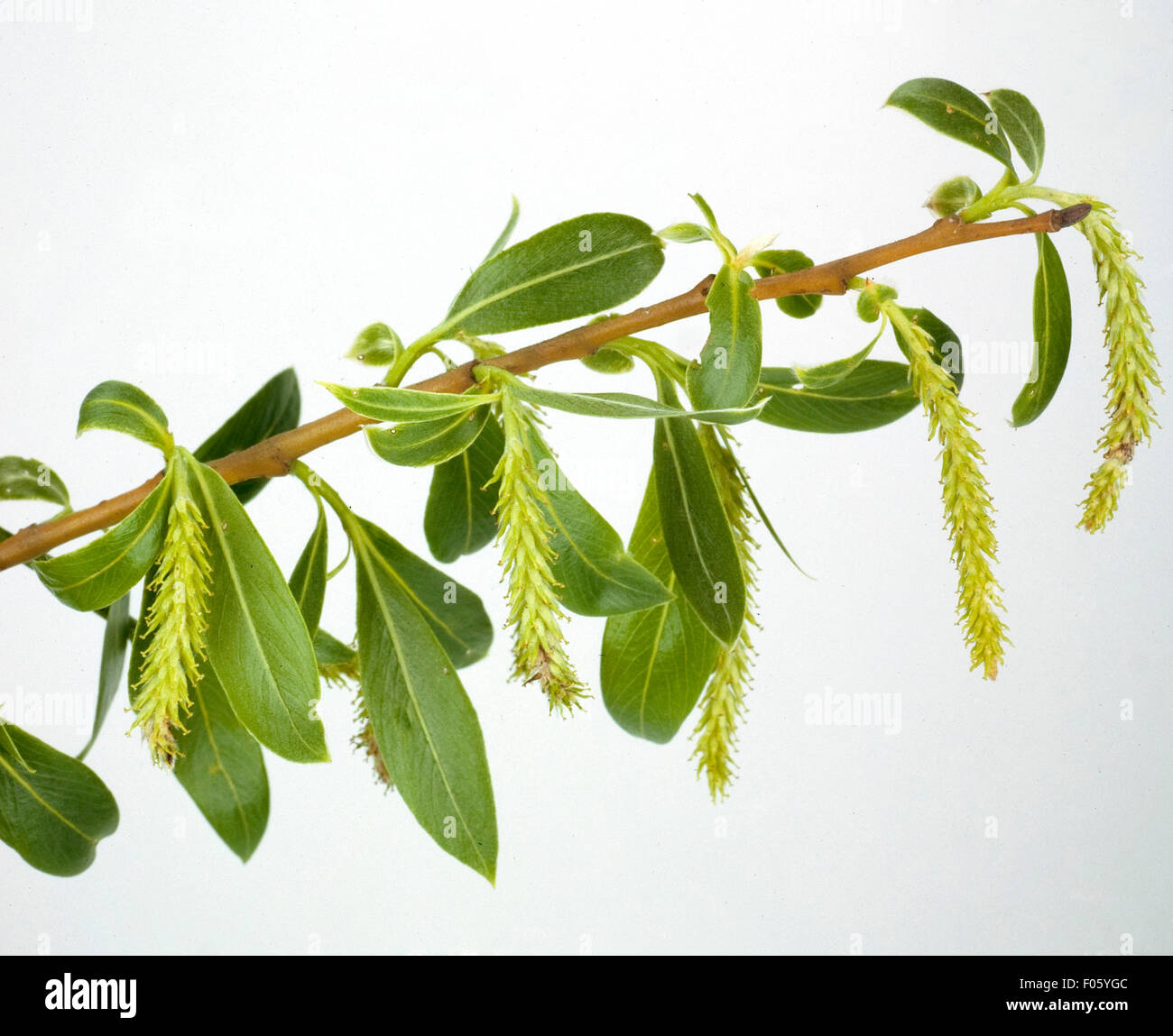 Silberweide, salix vitellina Stock Photo