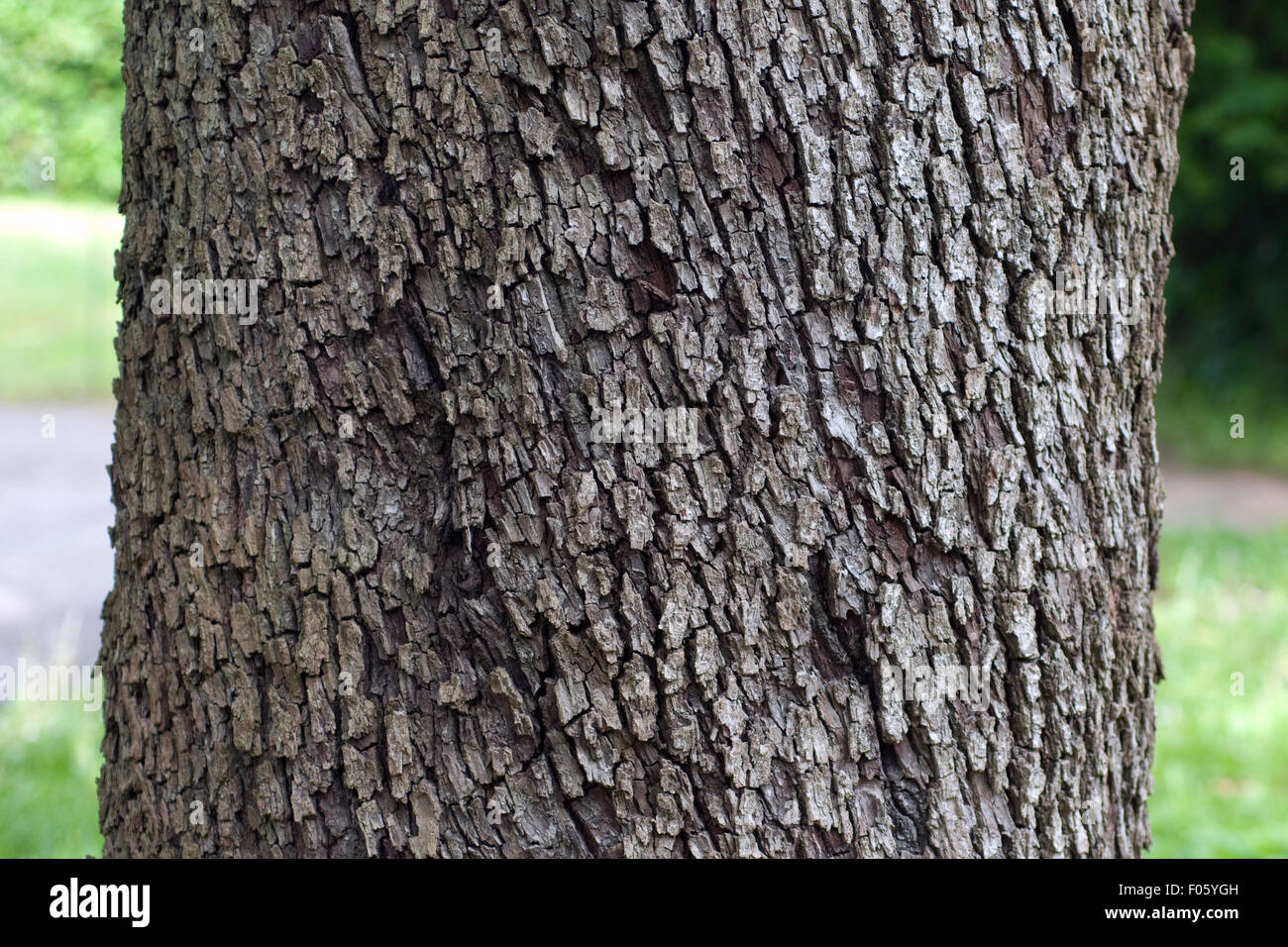Speierling Sorbus Domestica Stamm Rinde Stock Photo 86183233