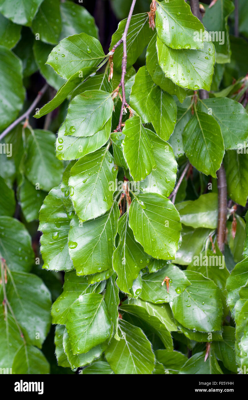 Buchenblaetter Stock Photo