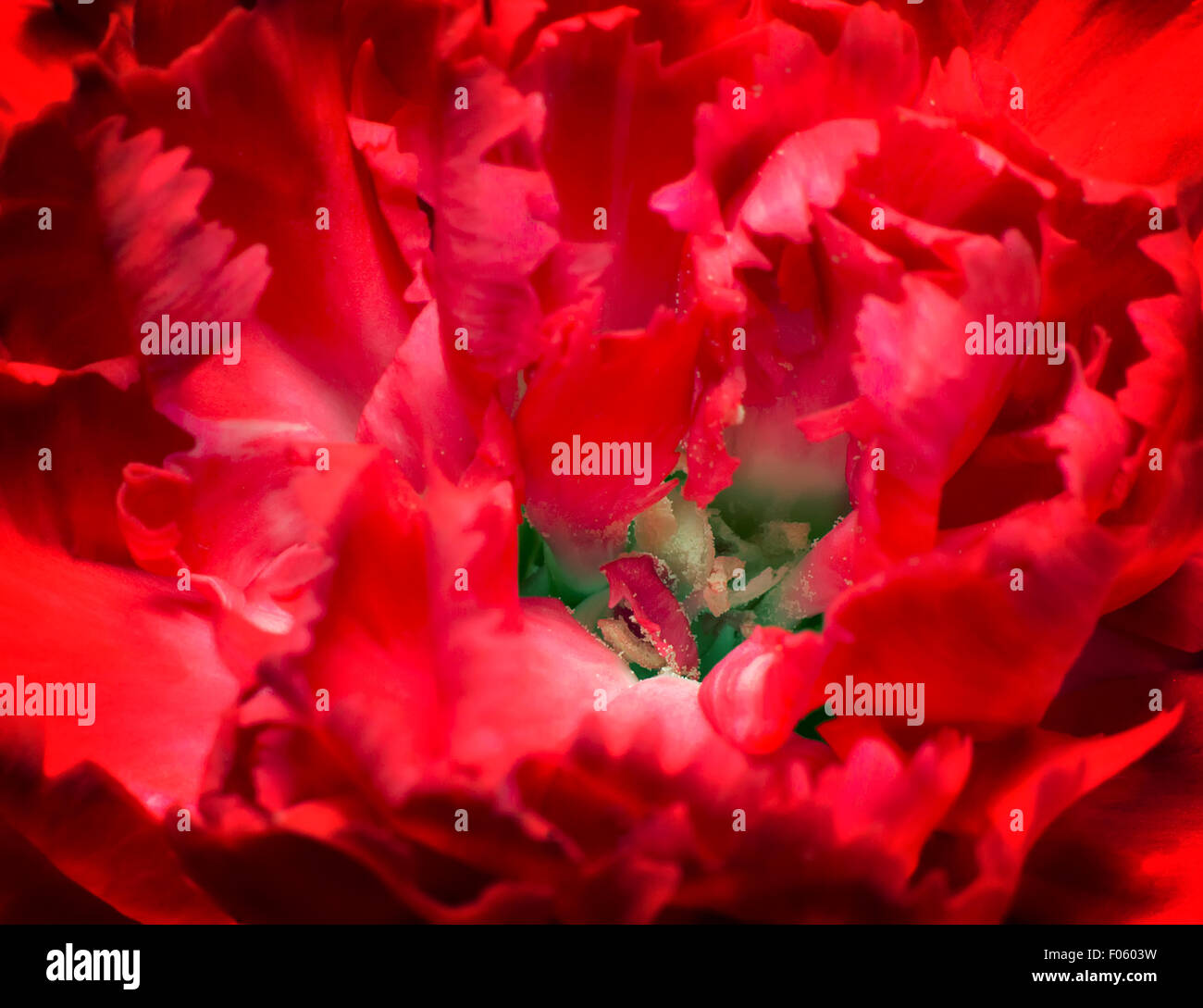 Closeup presents the core of the flower and the petals of beautiful ...