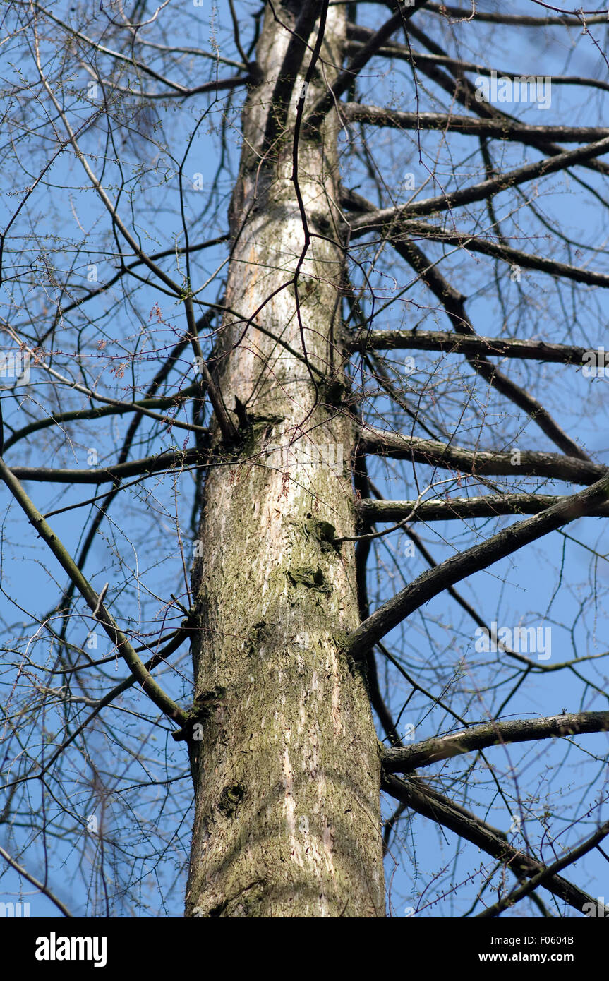 Mammutbaumrinde, Mammutbaum, Sequoiadendron, giganteum, Stock Photo