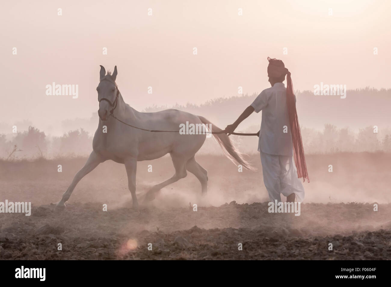 Indian man training his beautiful white Marwari horse at dawn on a farm in the mist Stock Photo