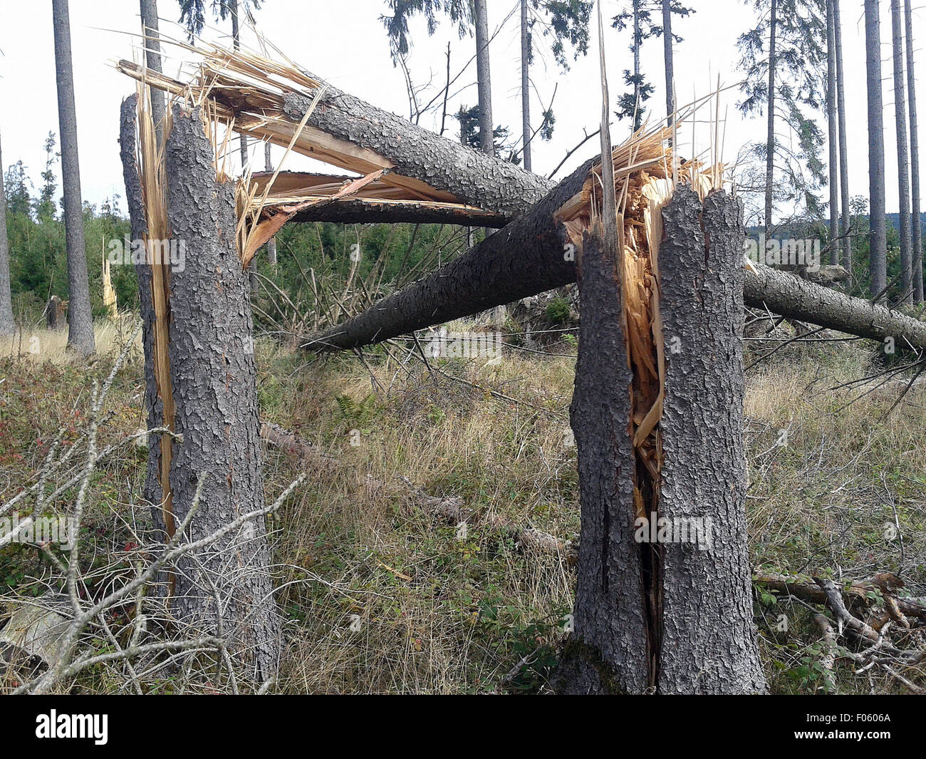 Windbruch, Windwurf, Fichtenwald, Stock Photo