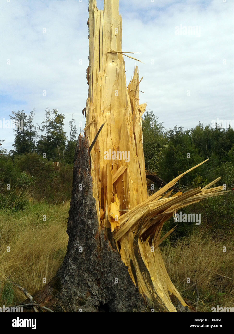 Windbruch, Windwurf, Fichtenwald, Stock Photo