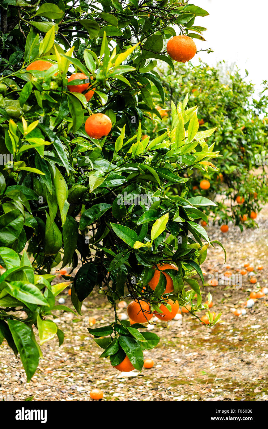 Orange tree with ripe fruits in a garden Stock Photo Alamy