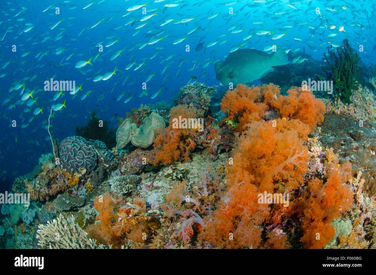 A lone Bumphead parrotfish, Bolbometopon muricatum, swims along an orange soft coral covered slope, Dendronephthya sp Stock Photo