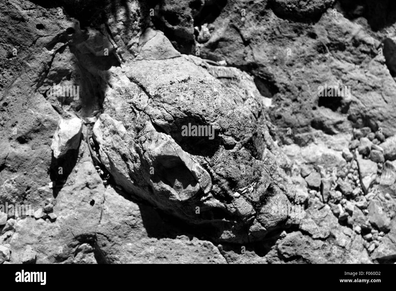 A cluster of fossils I found at the top of the Grand Canyon that I have