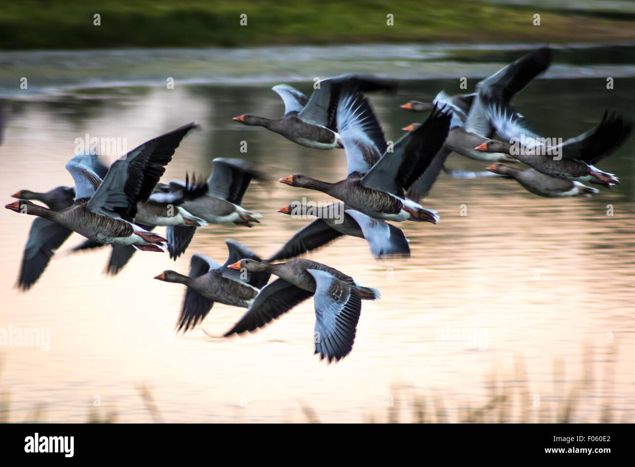 Flying Geese taking off in mass Stock Photo