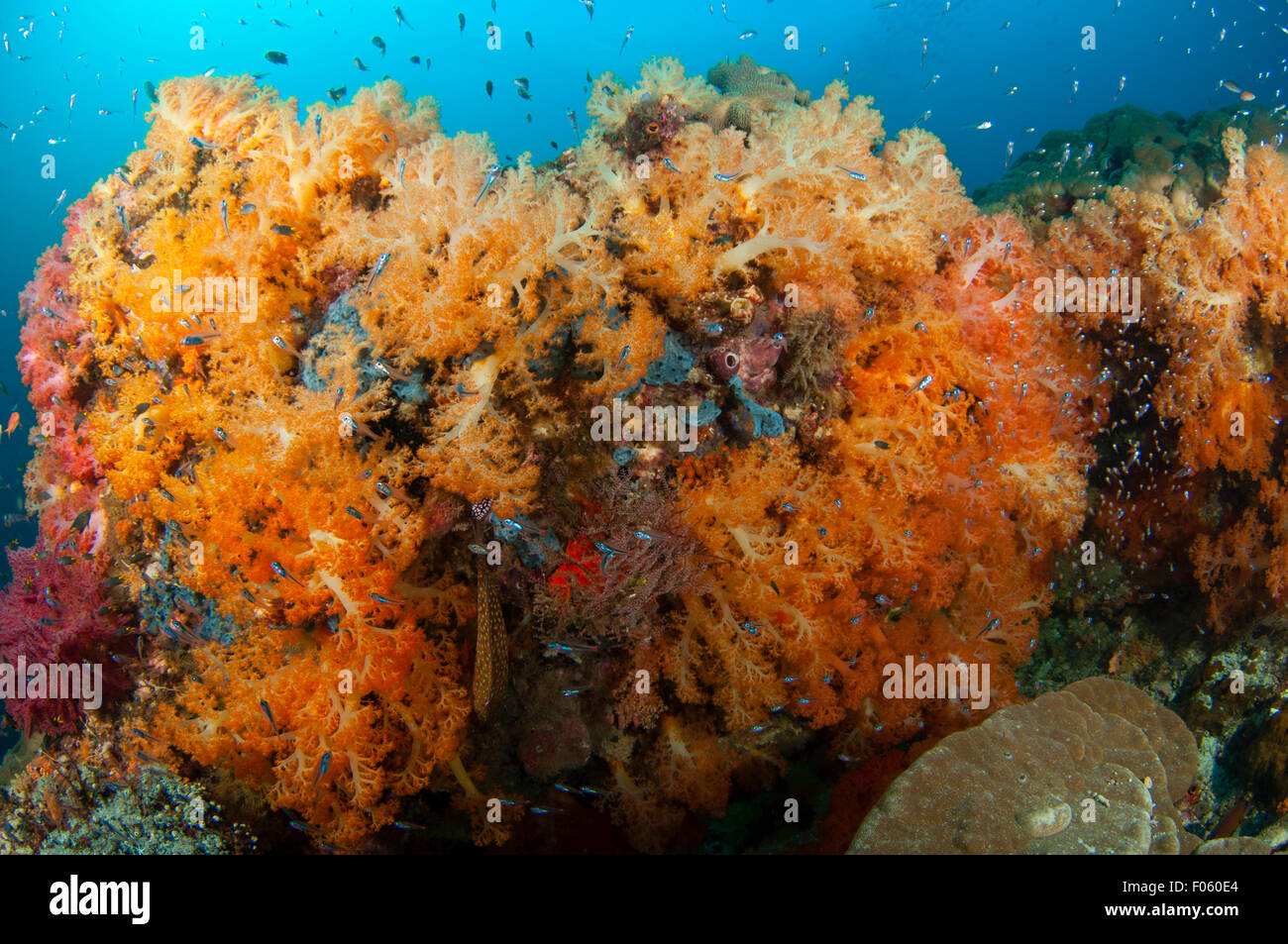 Orange soft corals, Dendronephthya sp., Citrus Ridge, Gam Island, Raja Ampat, Indonesia, Pacific Ocean Stock Photo