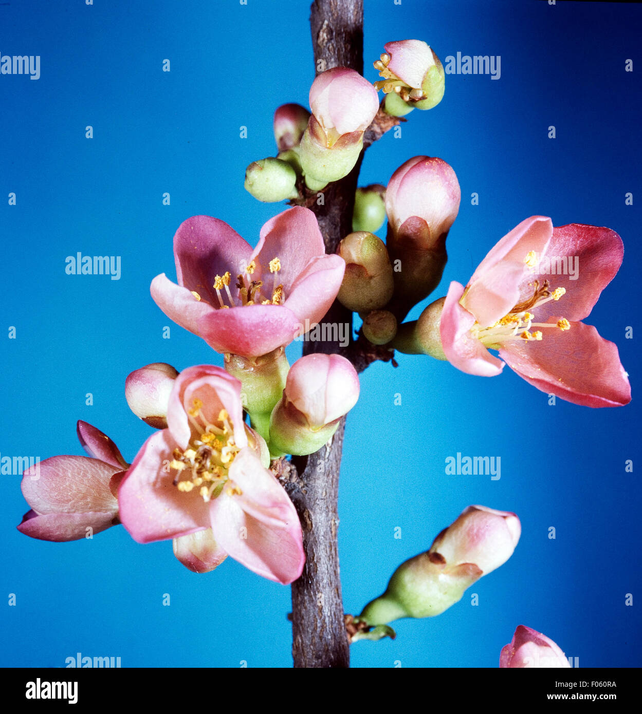 Rote japonica hires stock photography and images Alamy