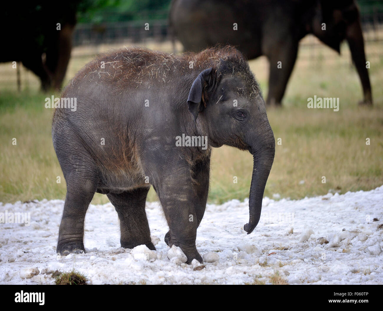 As the summer scorcher continues to sweep the country, ZSL Whipsnade Zoo’s elephants  beat the heat with delivery  of snow Stock Photo