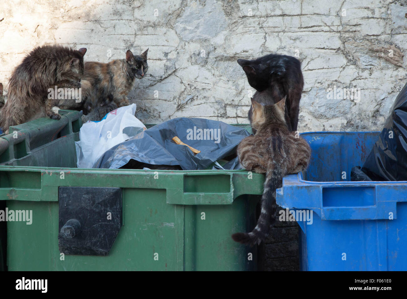 Cats scavenging and competing for food in wheelie bins hires stock