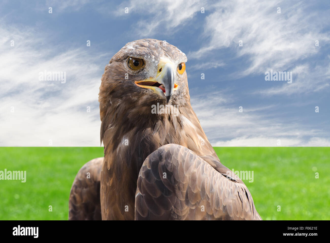 Beautiful golden eagle strong raptor bird against natural cloudy sky ...