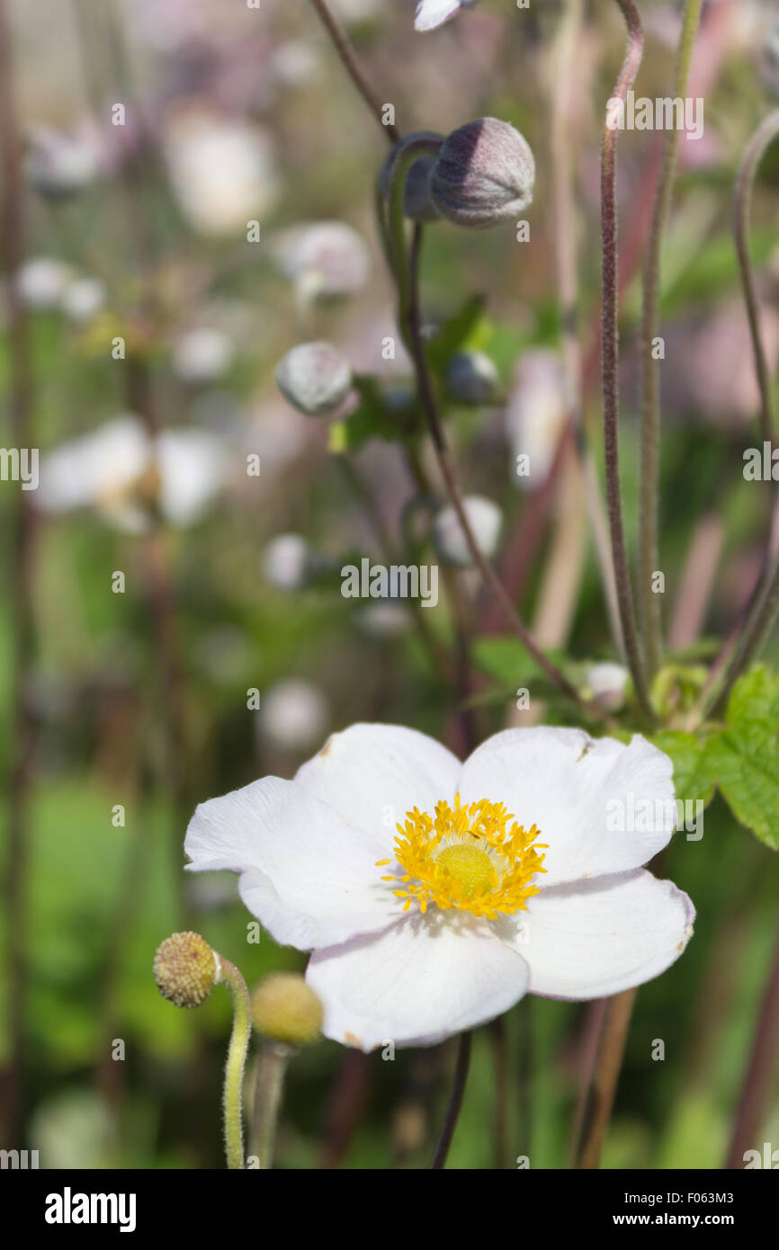 white flower blossom, natural meadow background Stock Photo