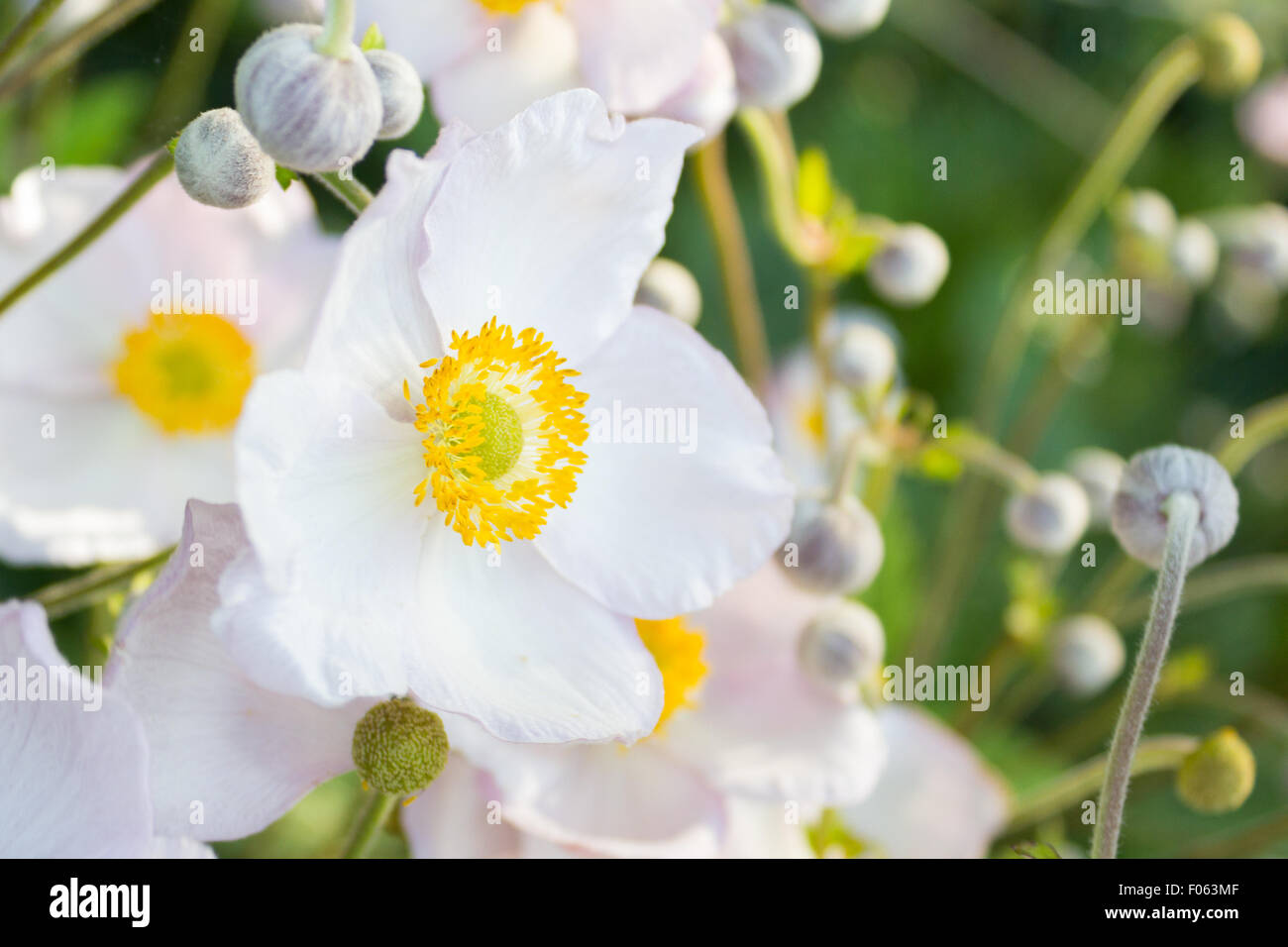 white flowers, white blossom in meadow closeup Stock Photo