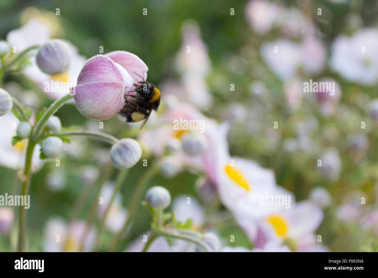 bumblebee on flower blossom / spring meadow Stock Photo