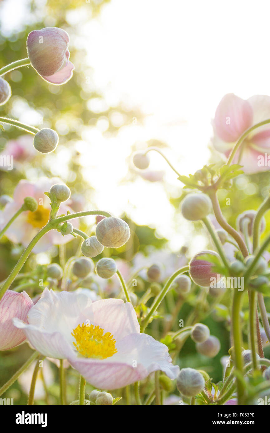 white flowers in sunlight Stock Photo