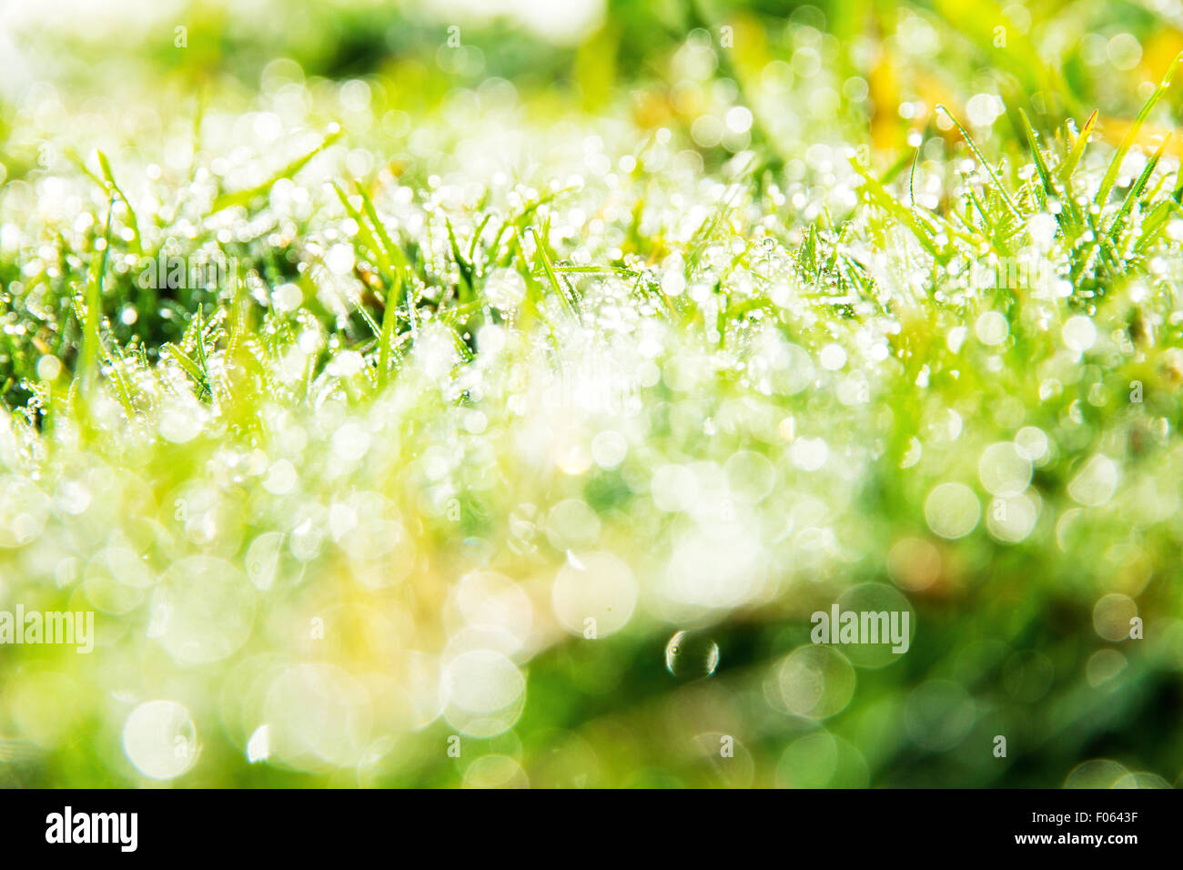 Fresh spring green grass Stock Photo - Alamy