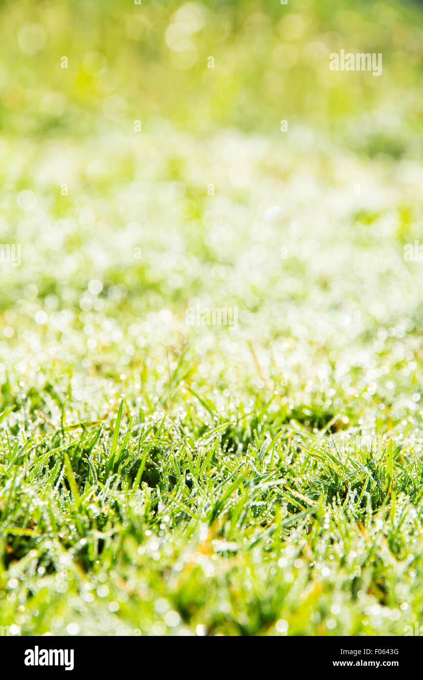 Fresh spring green grass Stock Photo - Alamy