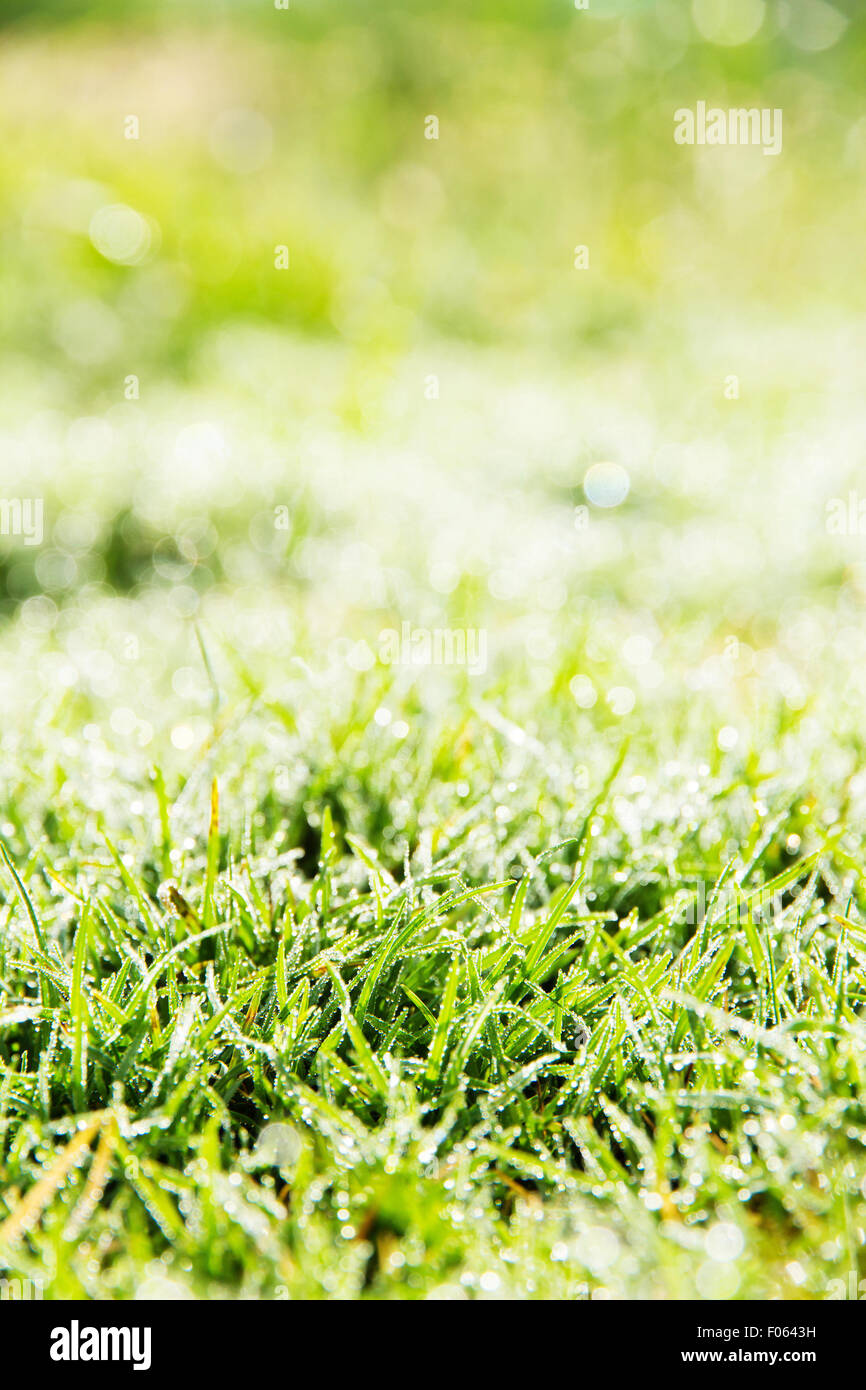 Fresh spring green grass Stock Photo - Alamy