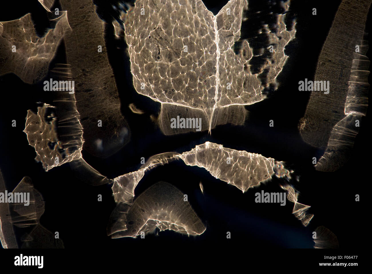 a small white light lamp is photographed through irregular glass. This optical irregularities gives rise to interference pattern Stock Photo