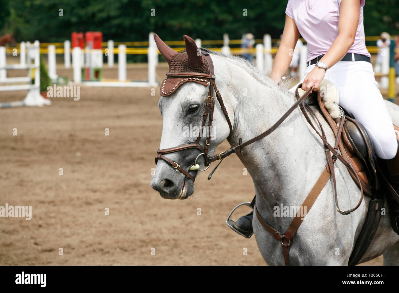 Head-shot of a show jumper horse during competition with jockey Stock Photo