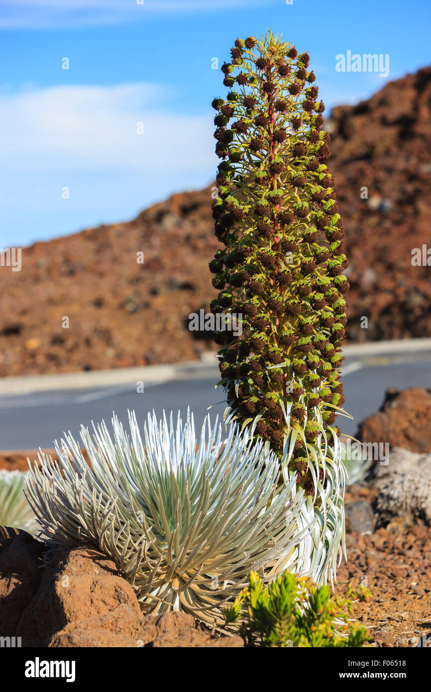 Argyroxiphium sandwicense subsp. macrocephalum, the Haleakala silversword, is a rare plant, part of the daisy family Asteraceae. Stock Photo