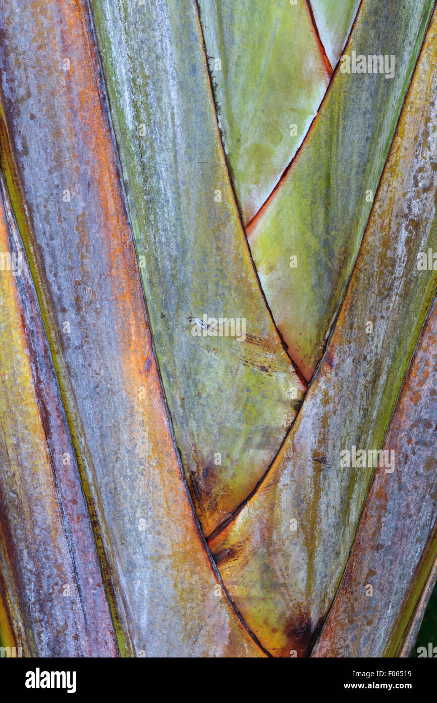Detail of a Ravenala madagascariensis, commonly known as traveler's tree or traveler's palm, is a species of plant from Madagasc Stock Photo