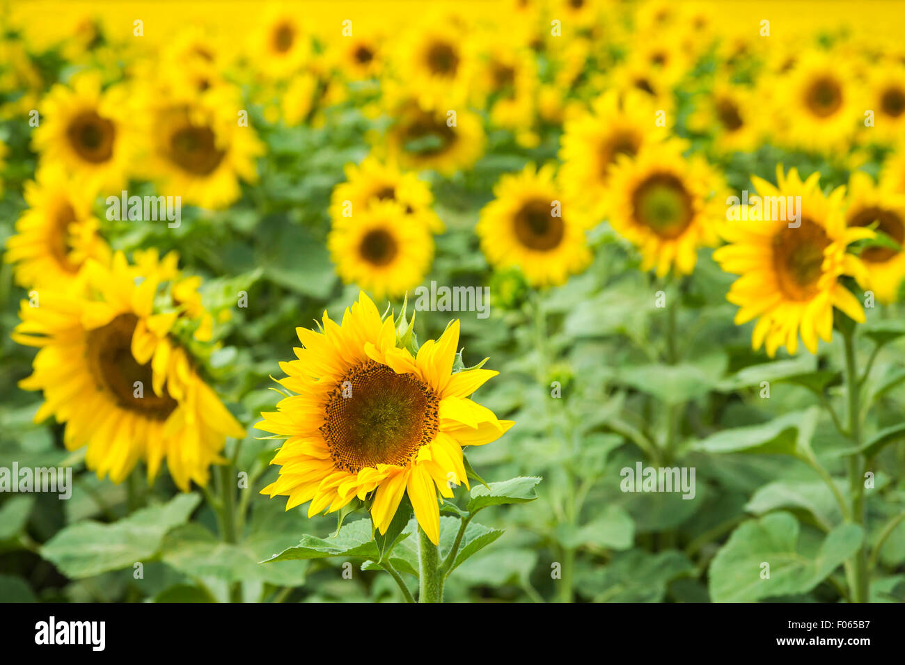 Sunflowers growing in a sunflower field Stock Photo - Alamy