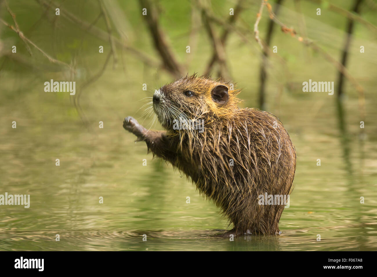 Muskrat in the water hiding between roots of a tree in wetlands Stock Photo