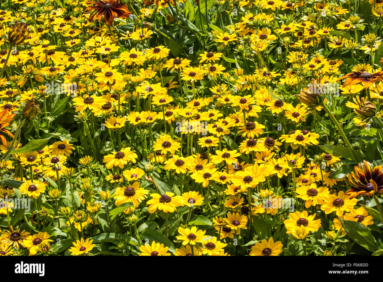 Flowers in the Gardens of The West Park in Wolverhampton West Midlands