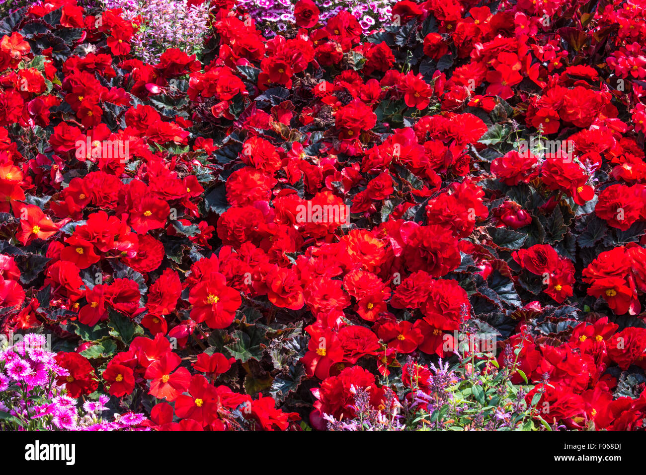 Flowers in the Gardens of The West Park in Wolverhampton West Midlands