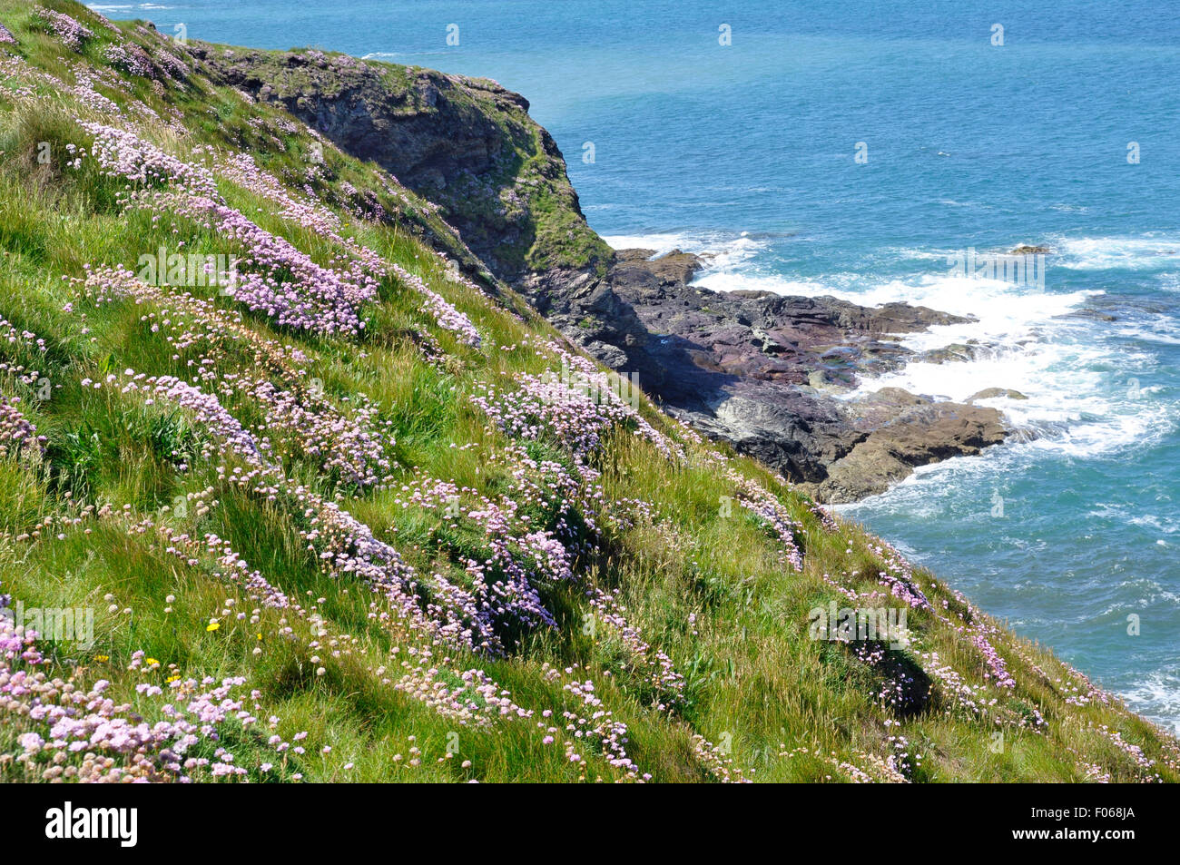 Nth Cornwall coast path - wild thrift cascading down cliff face to rocky shore - blue green sea - white waves breaking Stock Photo