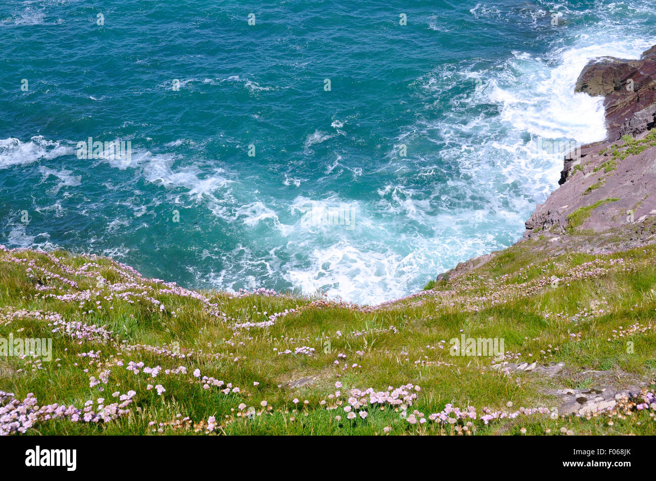 North Cornwall - Coast path - thrift wild flowers cascading down cliff face to waves breaking on the beach - brilliant sunlight Stock Photo