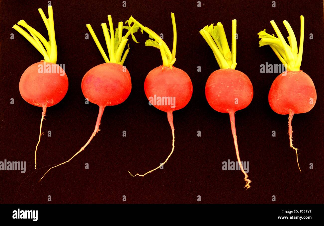Radishes. Prize winning radishes laid out in a row against a black